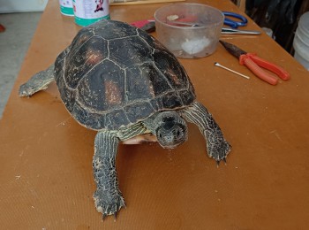 烏龜動物標本