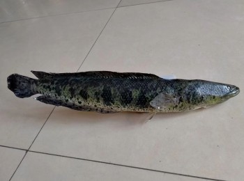 魚類動物標(biāo)本